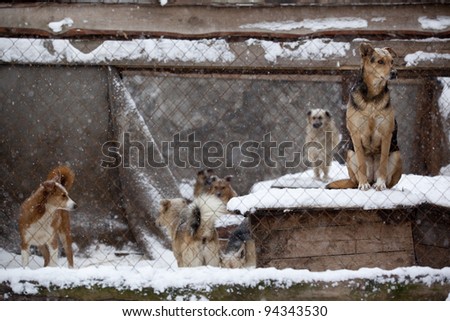 Winter in the dog shelter.