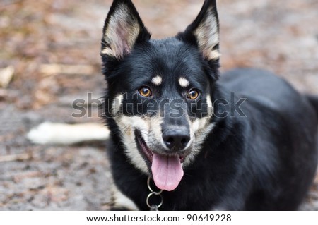 Portrait of Dog