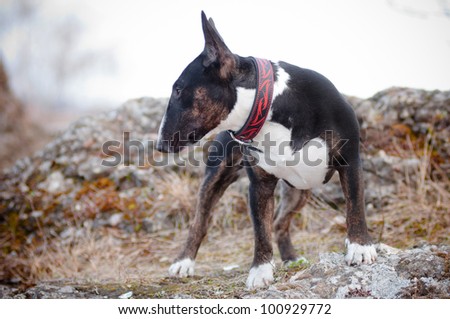 bull terrier dog in a leather collar
