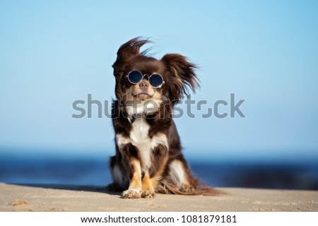 Similar – Image, Stock Photo funny portrait of a 4 weeks old Maine Coon kitten with outstretched tongue