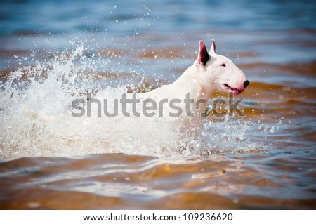 bull terrier dog running in the water