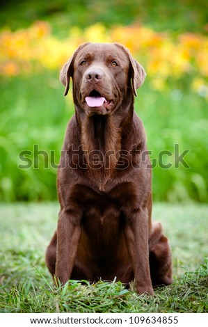chocolate labrador retriever dog sitting outside