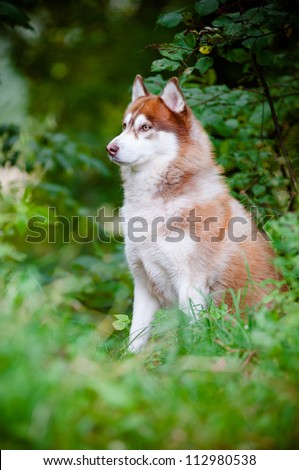 brown siberian husky in the wood portrait