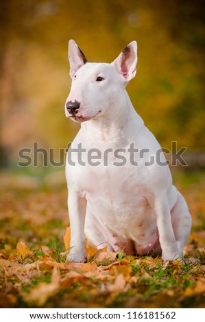 white bull terrier dog autumn portrait
