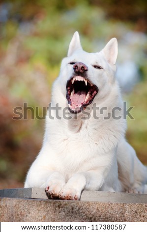 white shepherd dog barking