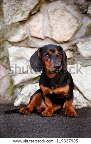 dachshund dog portrait in a fancy collar