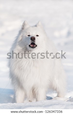 white samoyed dog barking