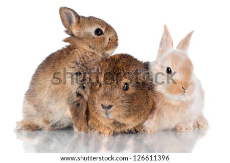 two rabbits and guinea pig