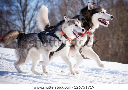 two alaskan malamutes sled dog race