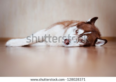 siberian husky dog resting indoors