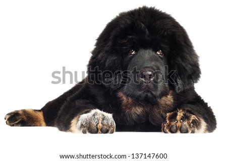 black tibetan mastiff puppy lying down