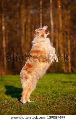 Australian shepherd dog jumps up