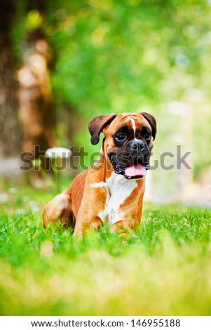red german boxer dog