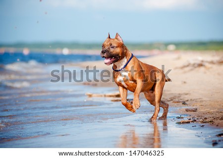 american staffordshire terrier dog on the beach