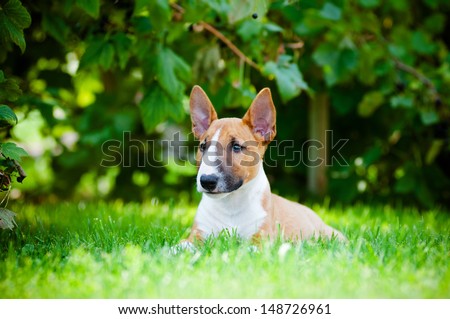 red miniature bull terrier puppy outdoors