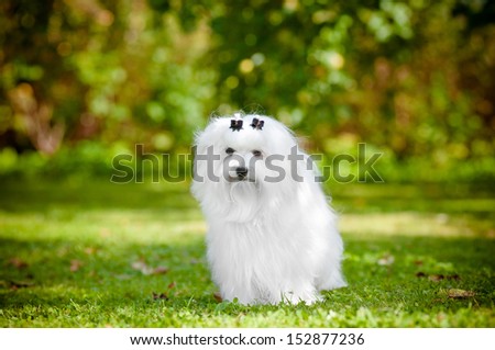 maltese dog outdoors portrait