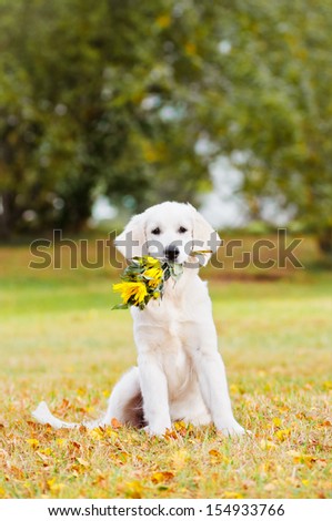 golden retriever puppy holding flowers