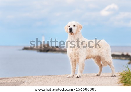 golden retriever dog standing by the lighthouse
