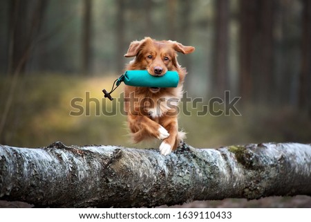 Similar – Foto Bild Jagdhund holt einen Vogel in Schottland