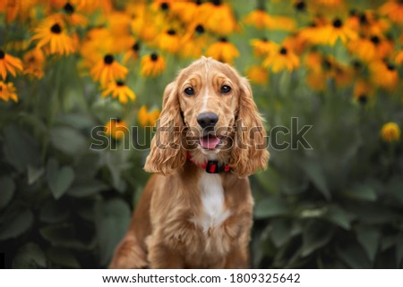 Similar – Image, Stock Photo Adorable Cocker Spaniel outside