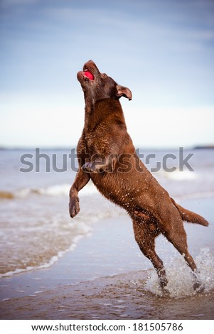 dog jumping up for a ball