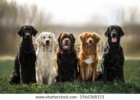 Image, Stock Photo Toller in the field Nature