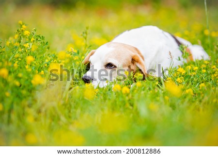 beagle dog lying down in the grass
