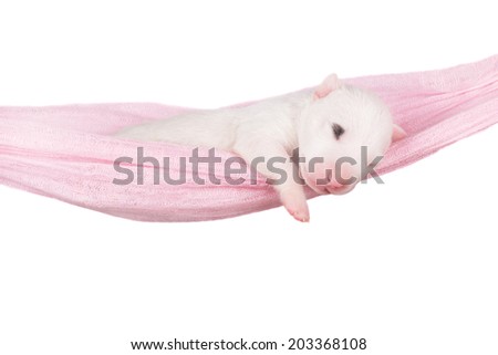 adorable white bull terrier puppy in a hammock