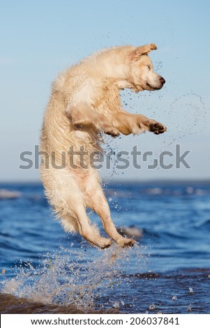 funny dog jumps up