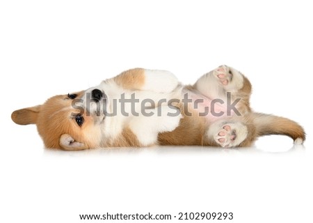 funny red corgi puppy lying on back on white background Foto stock © 