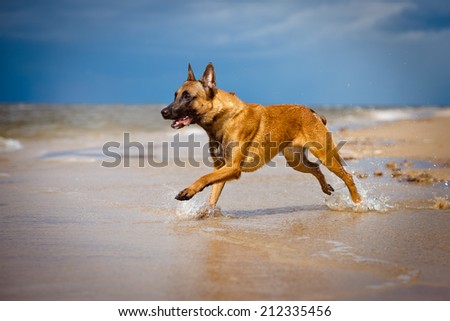 malinois dog running on the beach