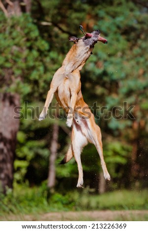 malinois dog jumps up