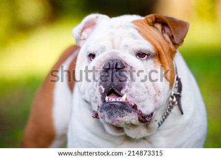 english bulldog dog