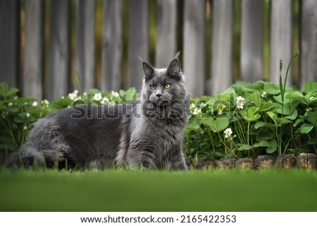 Similar – Foto Bild neugierige Maine Coon Katze, steht auf dem Bürgersteig einer öffentlichen Straße und trägt einen GPS Tracker am Halsband