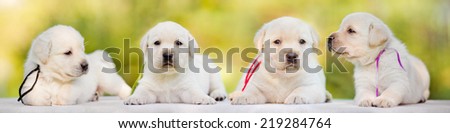 four labrador retriever puppies