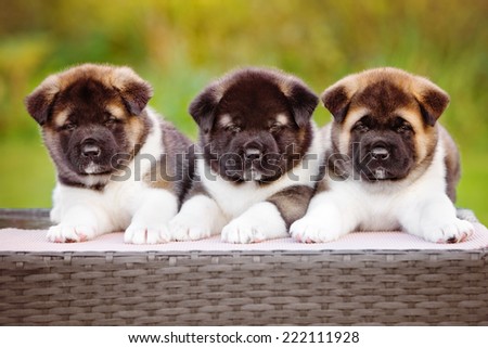 group of american akita puppies