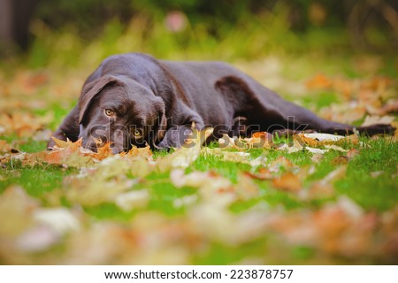 chocolate labrador retriever dog lying down on fallen leaves