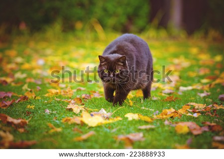 beautiful chocolate brown cat walking in autumn