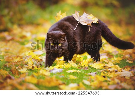 brown cat with leaves on his back