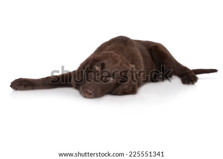 flat coated retriever dog lying down