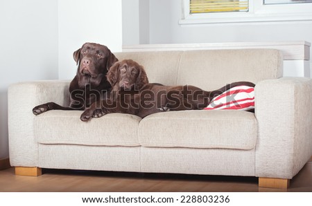 two brown dogs resting on a sofa