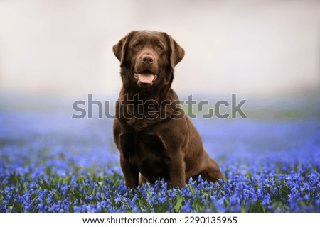 Foto Bild Glücklicher brauner Labrador Retriever in goldener Krone