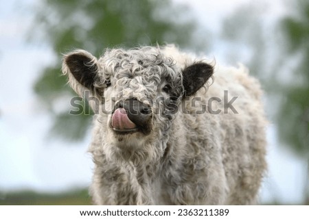 Similar – Image, Stock Photo Galloway beef nose and mouth