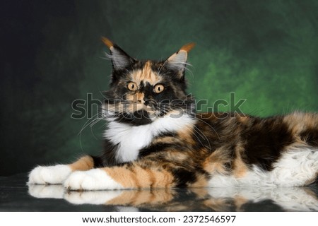 Similar – Image, Stock Photo calico white maine coon cat portrait with copy space