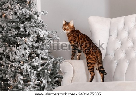 Similar – Image, Stock Photo Bengal Cat and Christmas Tree