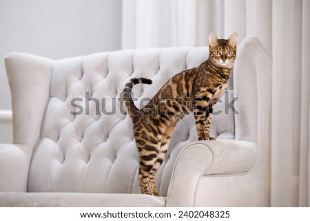 Similar – Image, Stock Photo bengal cat Lifestyle