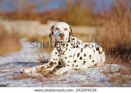 dalmatian dog lying down