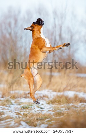 boxer dog jumps up