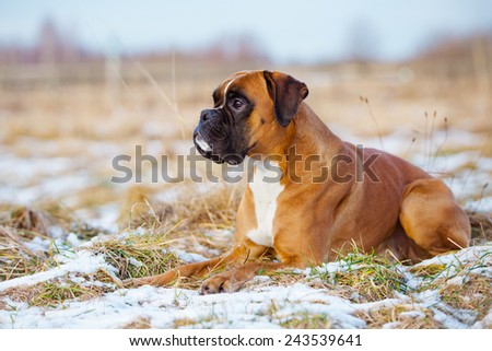 red boxer dog lying down
