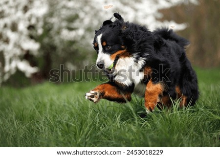 Similar – Image, Stock Photo Bernese Mountain Dog jumping. Top view